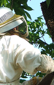 A beekeeper