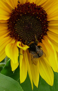 A bee foraging for pollen