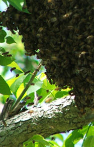 A beehive